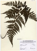 藏品(紅柄蹄蓋蕨)的圖片